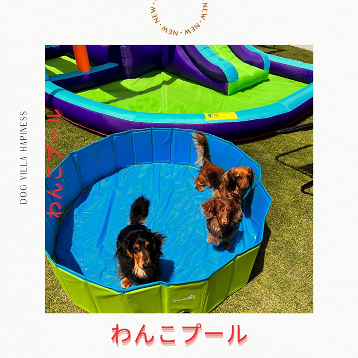 2023年夏わんこ用小プール
